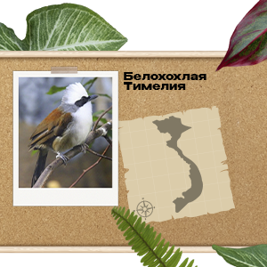 PDL International ГЕО Вьетнам